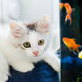 Catfish