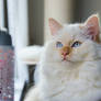 Baby blue eyes
