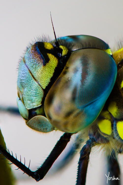 Eye to eye with a dragonfly