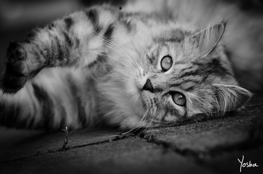 Remedy by YoshaPhotography