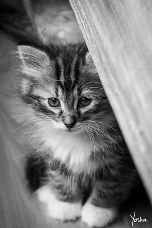 Peeking out by YoshaPhotography Peeking out by YoshaPhotography