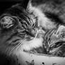 Warmth