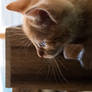Curiosity