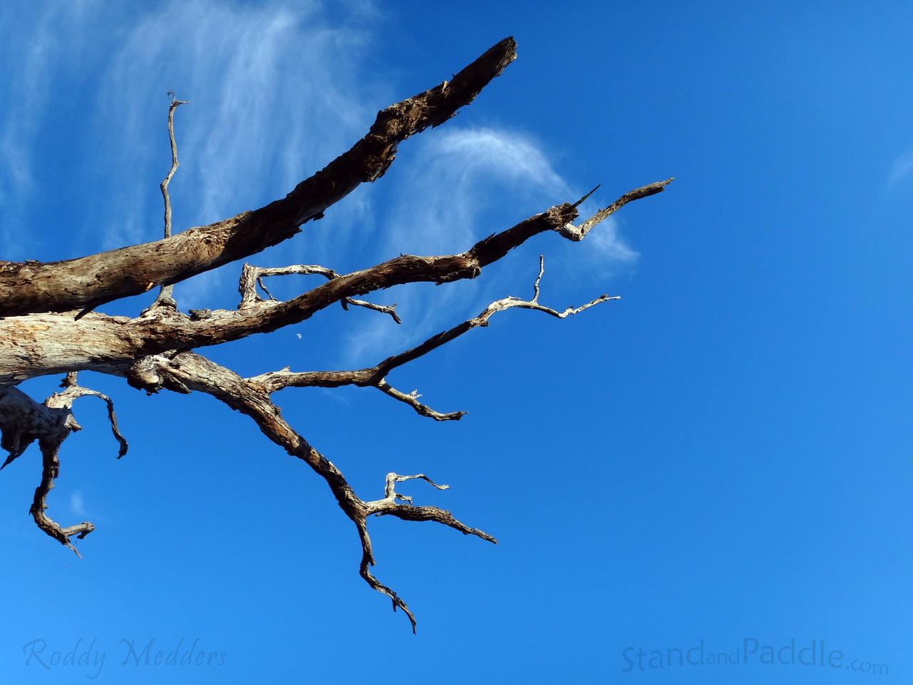 Dead Tree Fingers