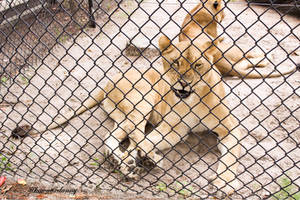 lionesses