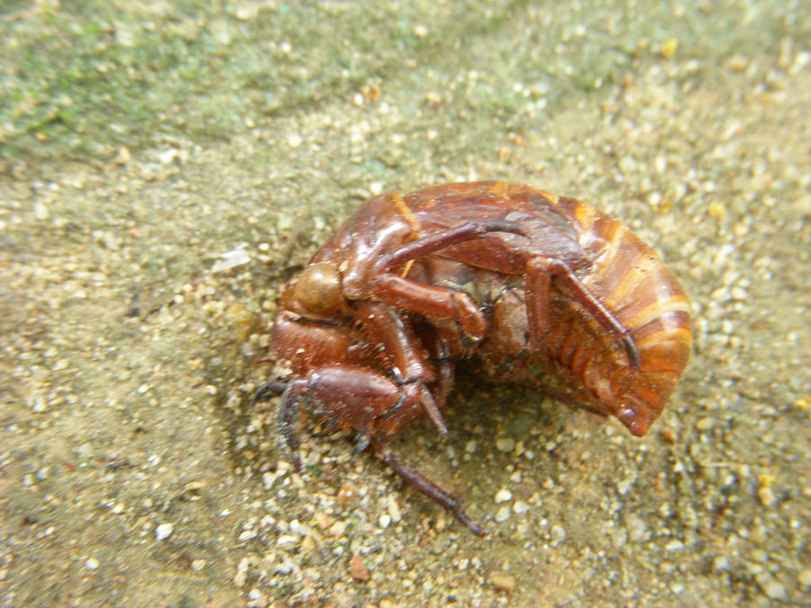 Cicidia Shell cicada shell by HopelessHuman on DeviantArt