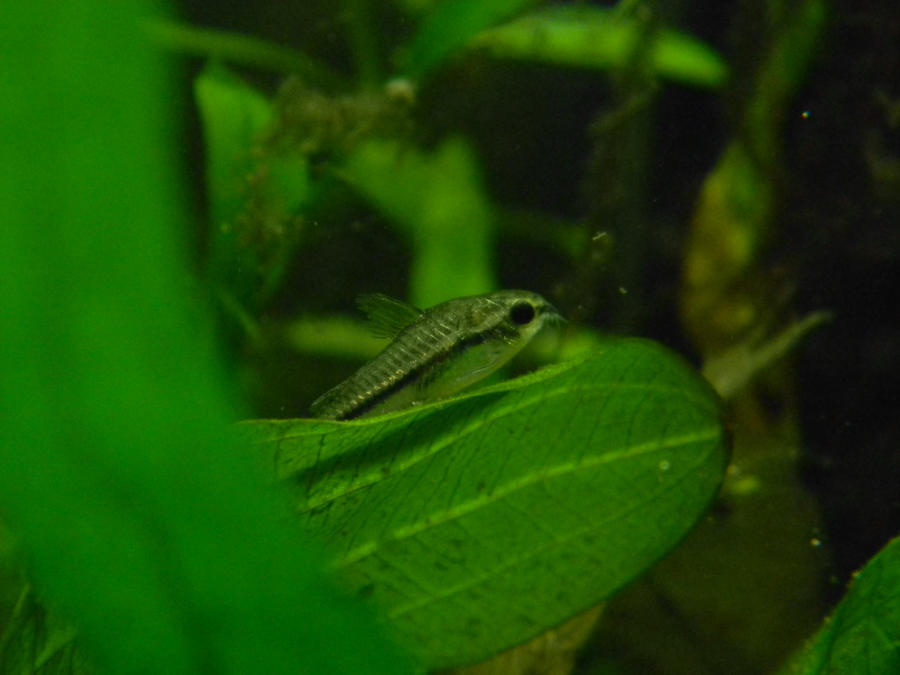 Pygmy Cory