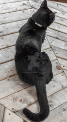 Cat Umbrella