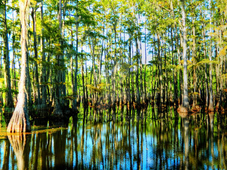 Swamp Beauty