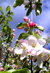 Apple Blossoms