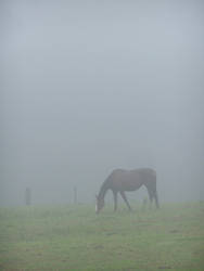 misty morn