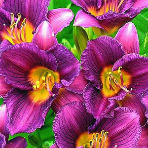 Purple Lillies