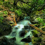 Pine Creek Tributary