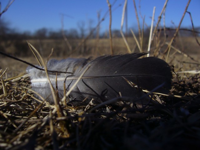 Feather in the Field