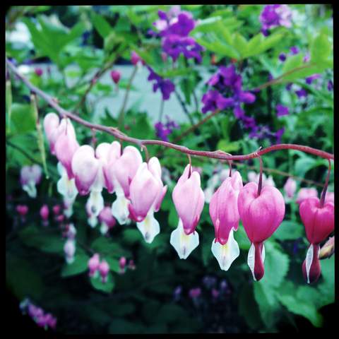 Bleeding Hearts