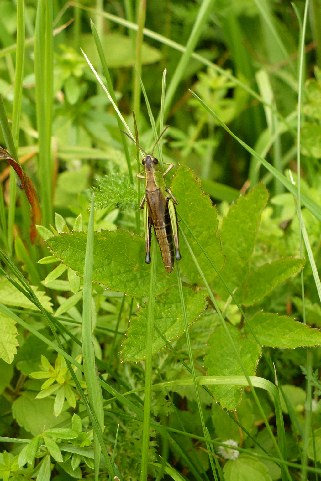 Grasshopper photo 01