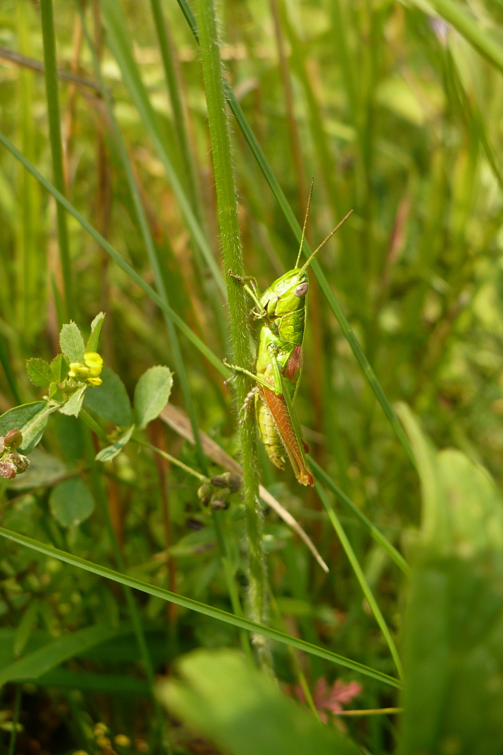 Grasshopper photo 02