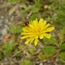 Flower photo 10