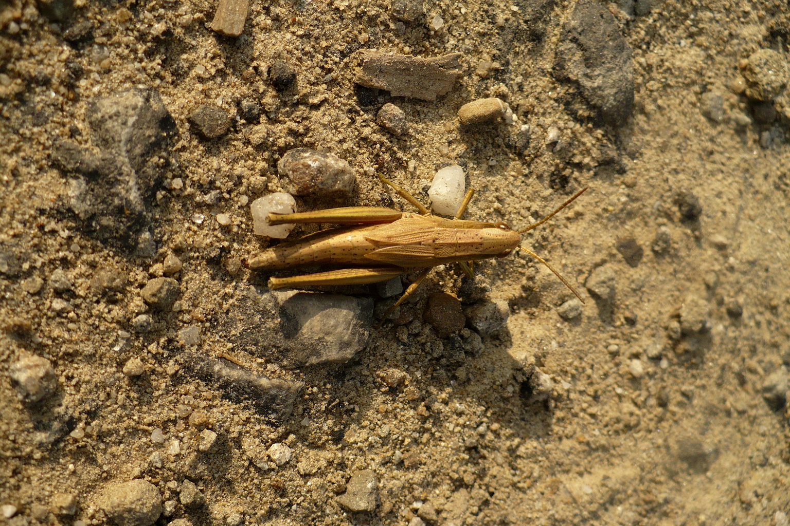 Grasshopper photo 03