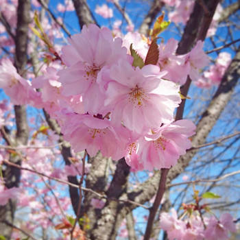 cherry blossoms 