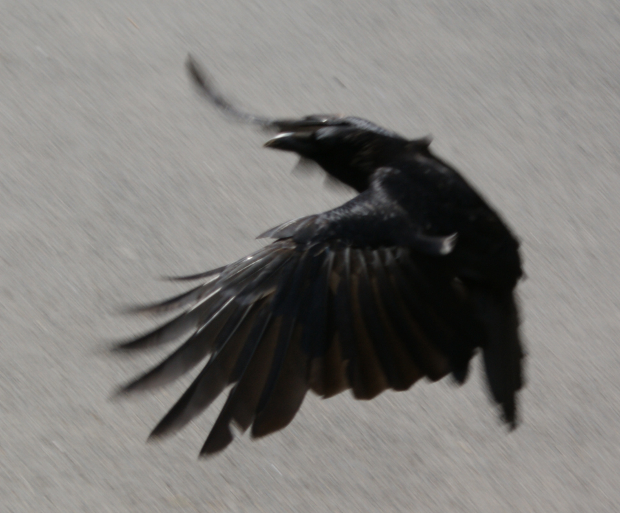 the crow