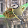 Blue Tit in Winter