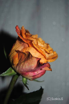 two colored rose8