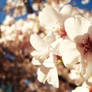 cherry blossom 02