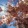 cherry blossom 04
