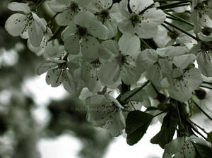 White Flowers 2