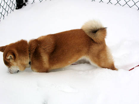 Shiba Snow Day 3