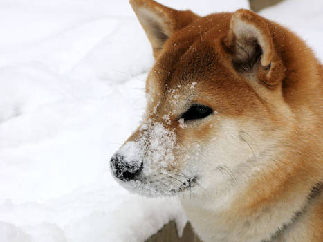 Shiba Snow Day Portrait