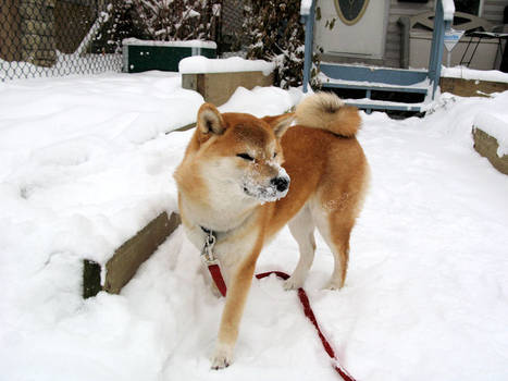 Shiba Snow Day 5