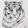 White tiger