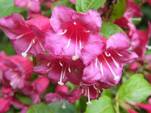 pink flowers