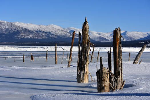 Winter forest