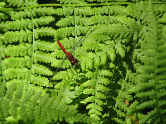 Dragon Amidst the Ferns