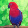 Eclectus parrot - Digital art