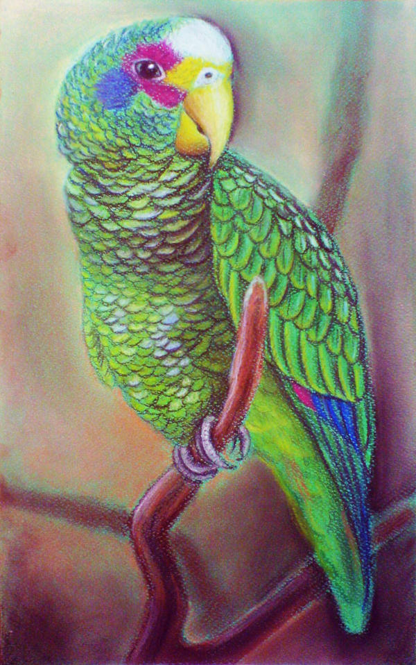 Parrot