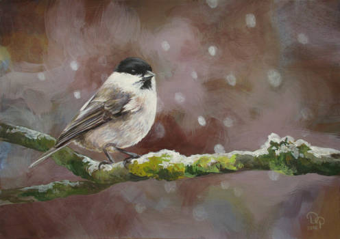 Willow tit