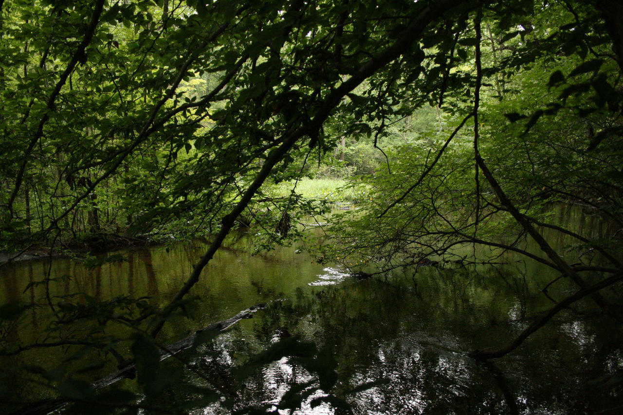 dark canopy