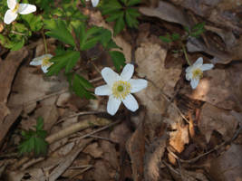 Anemone