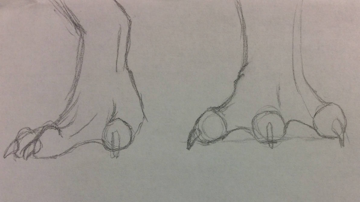 Dragon Feet practice by Bestestcat