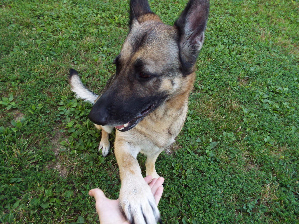 Sophie, Paw by Bestestcat