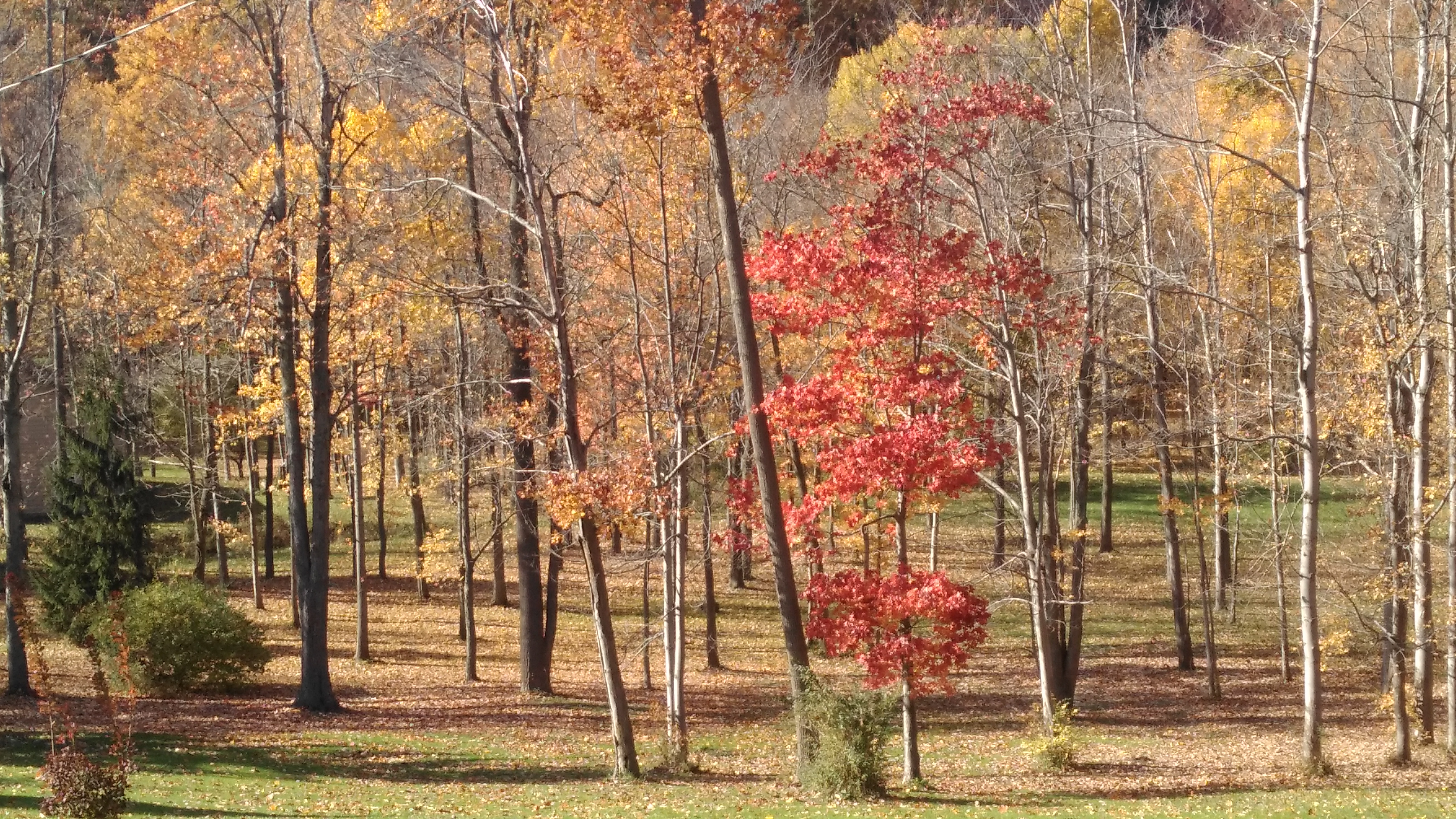 Fall's Gleem by Bestestcat
