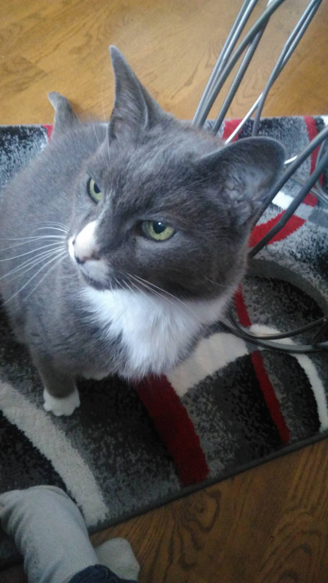 Random Cat by Bestestcat