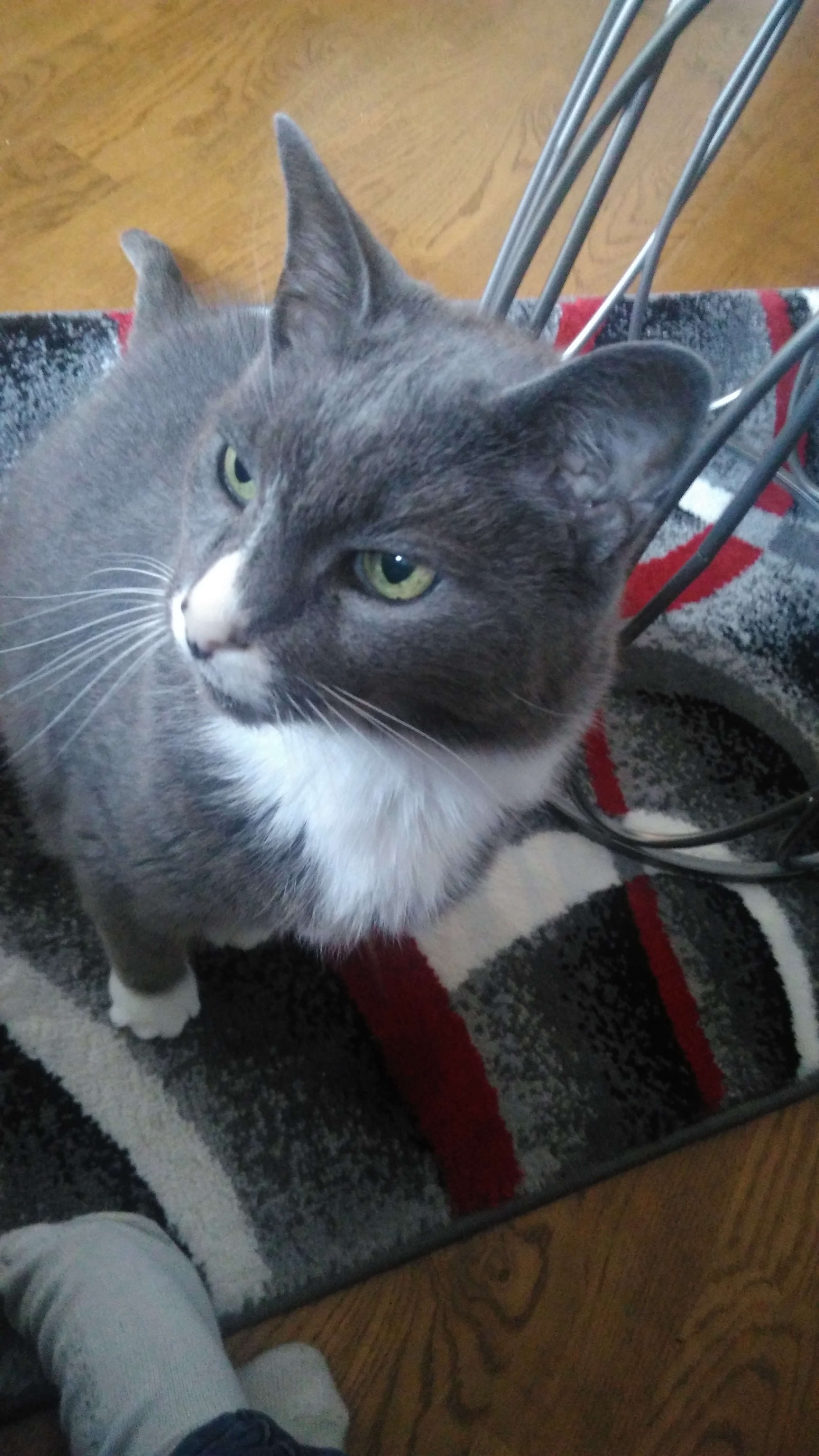 Random Cat by Bestestcat