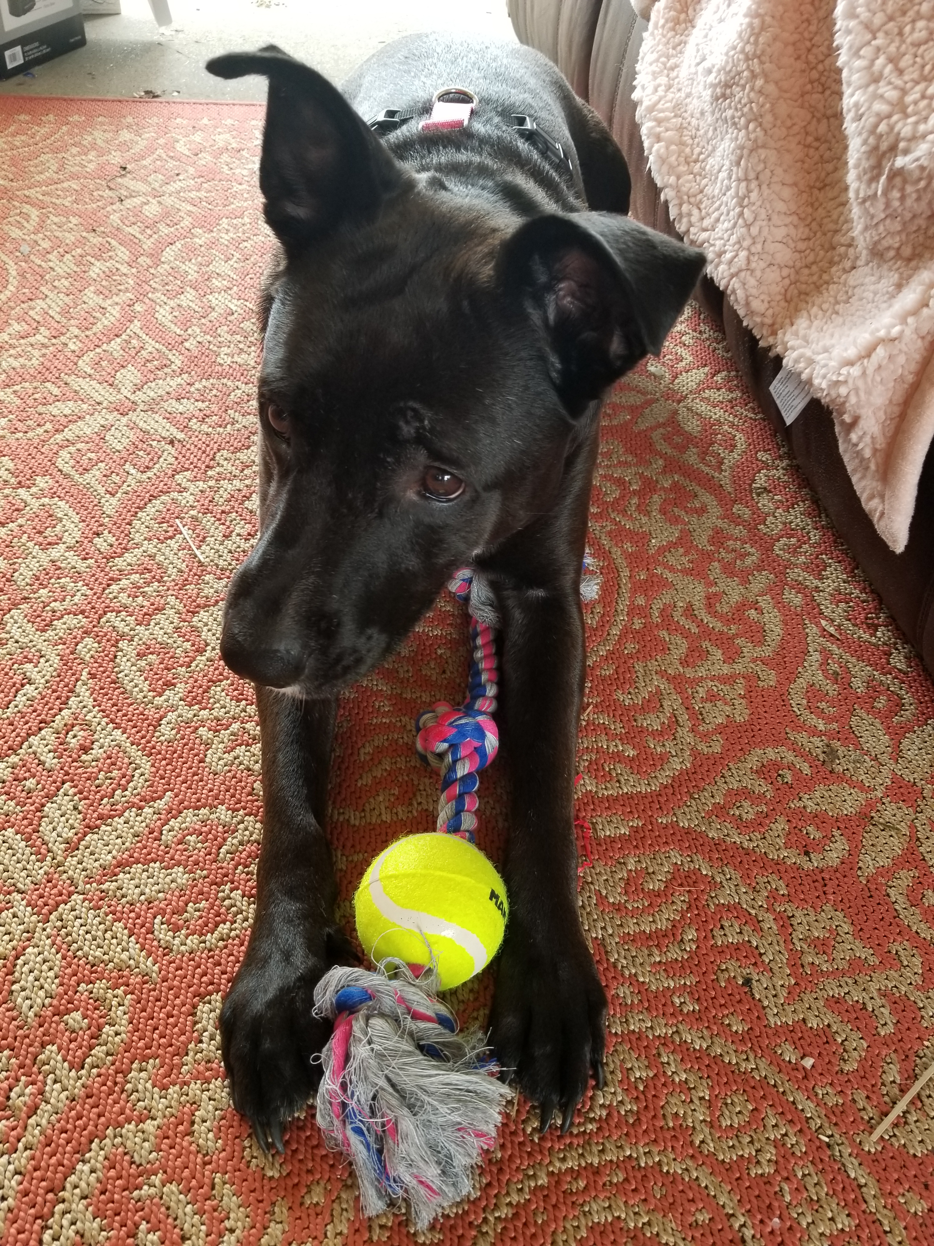 Early Morning Play Session by Bestestcat