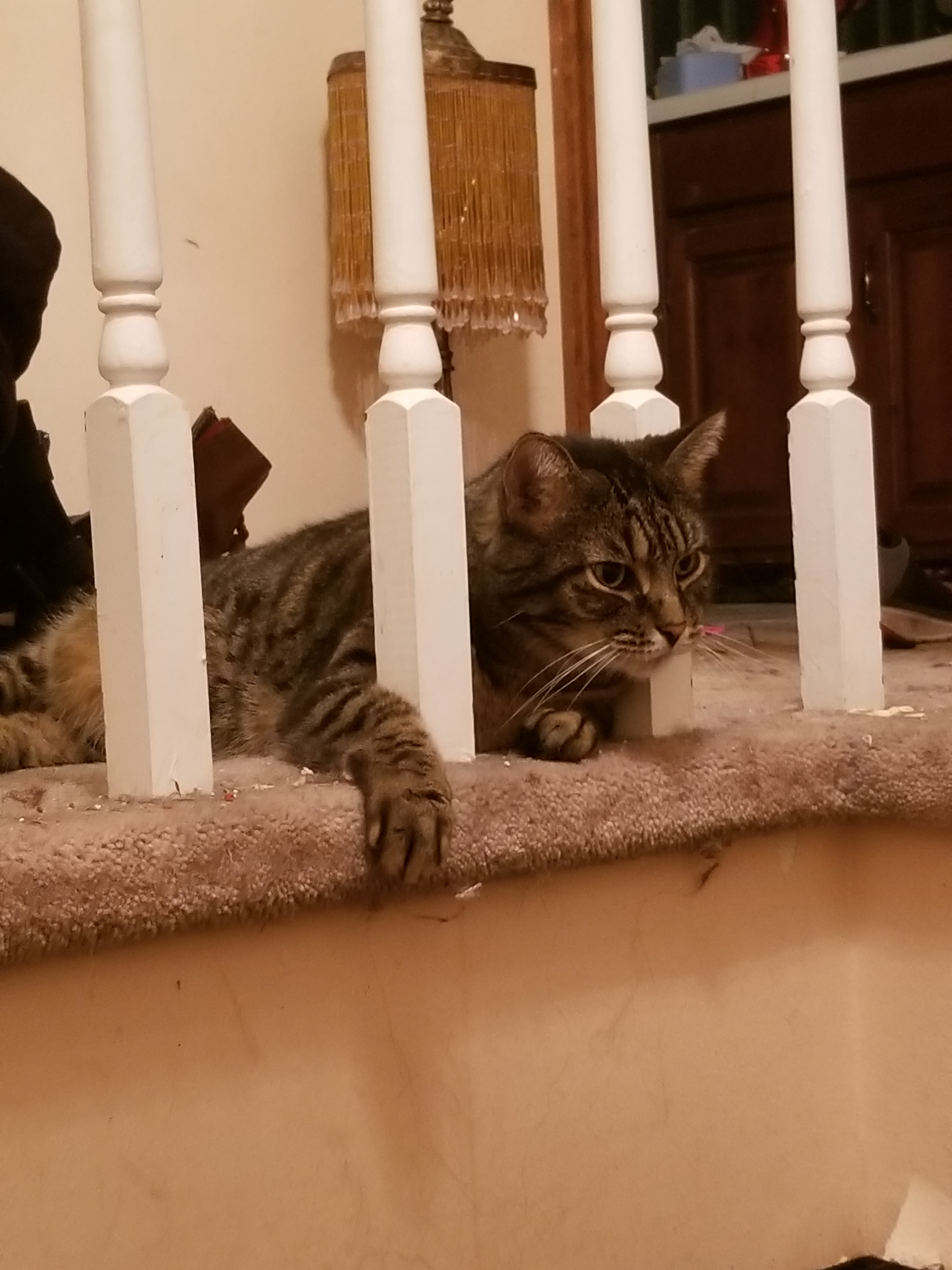 Interesting.. by Bestestcat