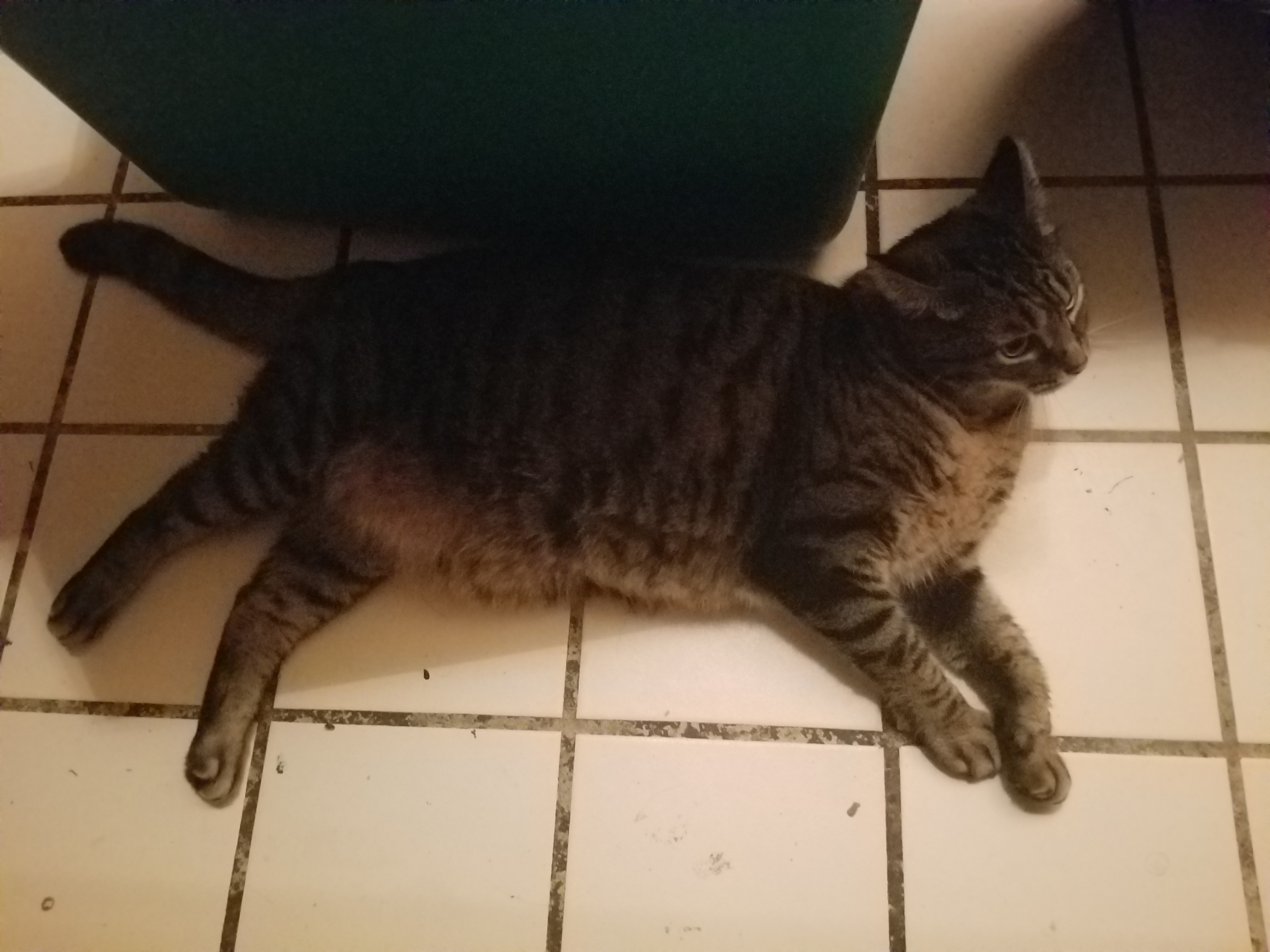 Let Me Lounge by Bestestcat